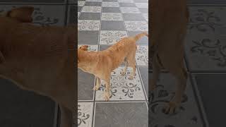 Funniest dog  tamil comedy dialogue petlove [upl. by Hairehcaz]