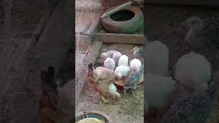 Gallina criando pavitos chicken animals patos pato criadero birds chicks pets [upl. by Vere]