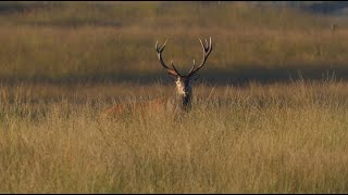 Bronst Edelherten met prachtige landschap  Red deer Rut Season with beautiful landscape  4K [upl. by Anasiul]