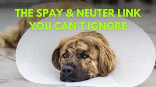 The Spay amp Neuter Link You Cant Ignore [upl. by Ahselet]