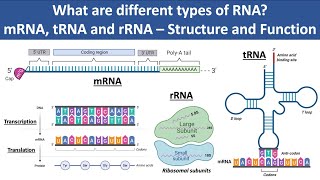 mRNA tRNA and rRNA  Structure and Function  What are different types of RNA  Biochemistry [upl. by Takakura]