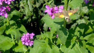 Macroglossum stellatarum the hummingbird hawkmoth [upl. by Inol183]