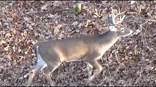 112011262022  Ohio Deer Hunt [upl. by Aima]