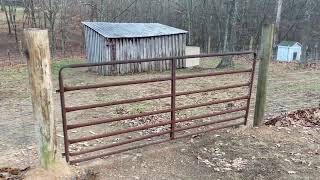 Piggins and Banks Pig Sanctuary Tour of the Main Pig Pen [upl. by Chancey]