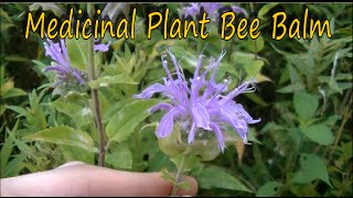 How to Identify Bee Balm [upl. by Azmah]