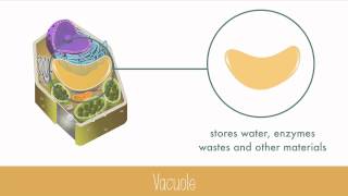 Unique Features of Plant Cells [upl. by O'Malley]