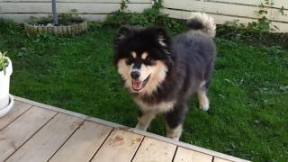 Hupsu the Finnish Lapphund VI [upl. by Natka670]