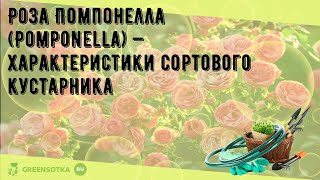 Роза Помпонелла Pomponella — характеристики сортового кустарника [upl. by Wrennie139]