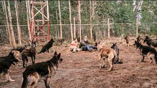 Pack Of Rabid Smart Dogs Traps Five Kids On An Island And Hunts Them For Sport [upl. by Wagstaff]