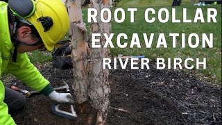 Root Collar Excavation River Birch [upl. by Troyes995]