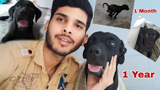 MY LABRADOR DOG 😲  AFTER 1 YEAR  THE RAVI VLOGS [upl. by Eniamreg]