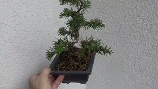 Bonsai Wacholder [upl. by Phira641]