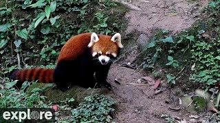 Red Panda Forest Park powered by EXPLOREorg [upl. by Nnyledam]