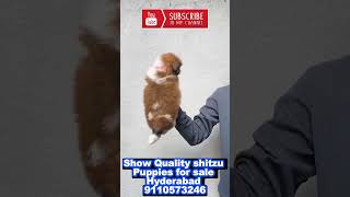 shihtzu puppies for sale in Hyderabad [upl. by Gelb527]