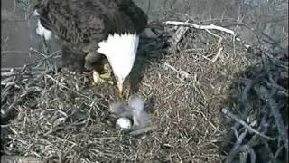 Decorah Eagles  Mom feeding the babies  April 03 2011 [upl. by Najar]