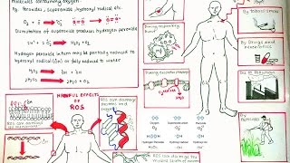 Reactive Oxygen Species and oxidative stress [upl. by Leizar]