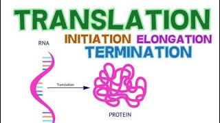 TRANSLATION  3 PHASES  INITIATION ELONGATION and TERMINATION  PROTEIN SYNTHESIS [upl. by Glenn159]