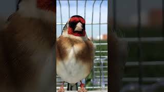 Goldfinch singing the best chirping  goldfinch song birds birdsong birdschirping [upl. by Condon297]