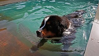 Bernese Mountain Dog Herding Trials Testing Their Instincts [upl. by Goober328]