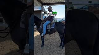 Horse Training  Teaching Your Horse to Search And Think [upl. by Unity]