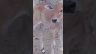 Crazy sound of cow shorts shortvideo village animals short shortvideo cow sound [upl. by Magda]