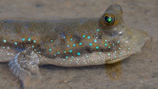 Blue Dragon Mudskipper Boleophthalmus boddarti [upl. by Nocam]