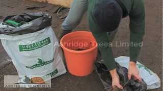 Heeling in bareroot hedging plants and trees in freezing weather [upl. by Zeralda]