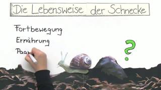 SCHNECKE  LEBENSWEISE UND VERHALTEN  Biologie  Biologie der Tiere Mittelstufe [upl. by Assanav]