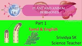 10th Science Plant Hormones  Lesson explaination in Tamil and English [upl. by Ttergram447]