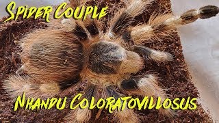 Nhandu coloratovillosus information feeding and rehousing Beautiful Tarantula [upl. by Sikras]