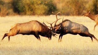 Combat de wapitis impressionnant  ZAPPING SAUVAGE [upl. by Reisfield]