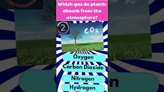 Which Gas Do Plants Absorb from the Atmosphere 🌿🌍 Trivia Shorts [upl. by Janot]