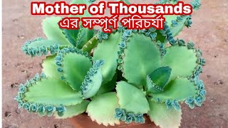 Mother of Thousands এর প্রতিস্থাপন এবং পরিচর্যা।। Care and propagation of Mother of Thousands plant [upl. by Rednijar635]