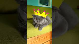 God Save King Coco cat britishshorthair cute [upl. by Rivera]