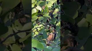 Discover the Mopani Worms and Mopane Tree near Mopani Rest Camp Kruger National Park South Africa [upl. by Eegnat]