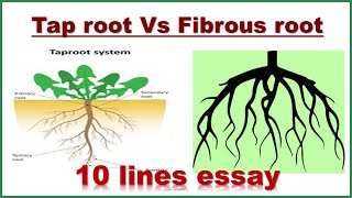 Tap root Vs Fibrous root  10 lines  Tap root  Fibrous root [upl. by Yaron117]