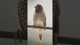 🐥•³⁸ Scalybreasted Munia Lonchura punctulata in Waxbill Munia Family Estrildidae [upl. by Ellak]