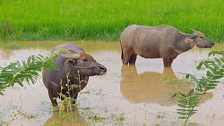 TRAVEL TO SEE WATER BUFFALO [upl. by Aissirac]