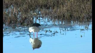 New Zealand Birds Pied Stilt Himantopus himantopus calling [upl. by Adiv]