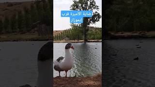 بطة في ضاية الأميرة قرب إفران [upl. by Jeniffer439]