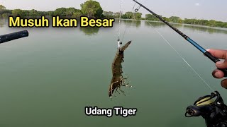 Gara2 Umpan Sultan Pesta Strike Ikan Besar2 Penghuni Tambak Jebol [upl. by Brufsky585]