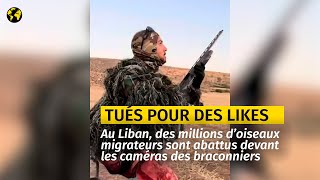 Liban  des millions d’oiseaux migrateurs abattus pour quelques “likes” [upl. by Gilges427]