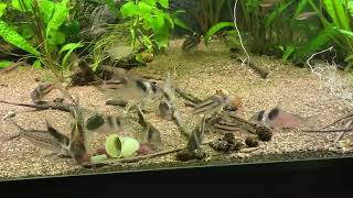 Corydoras Loricariaamp Otocinclus feeding Tubifex amp KelpSticks [upl. by Osnola816]