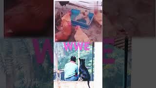 Wwe 🐕 dog Fight shortvideo Aktanty [upl. by Aleron]