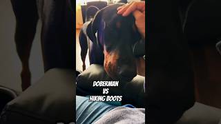 Doberman 🦖vs Hiking Boot 🥾 dog doberman hikingboots [upl. by Mahalia]