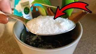 See What Happens When You Add Epsom Salt to Your Plants 😳🪴🧂 [upl. by Vidovic349]