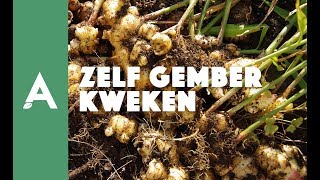 Zelf gember kweken zo doe je dat I Een groener thuis 03 I Angelo Dorny [upl. by Firmin]