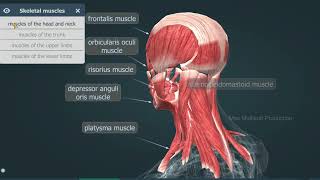 Human Muscular System 3D Animation  Human Body Parts name 2024 [upl. by Enywtna]