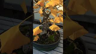 Ginkgo Bonsai in the Fall bonsai bonsaitree garden gardening tree plant [upl. by Aicilas]