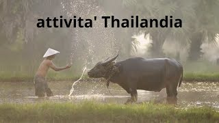 Attività thailandia [upl. by Llewellyn791]